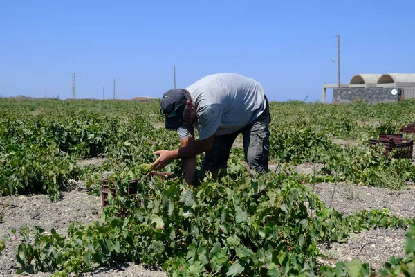 Bir çiftçi, 18 Ağustos 2020 'de Yunanistan' ın Santorini adasındaki bir çiftlikte üzüm toplama mevsiminde üzüm topluyor..