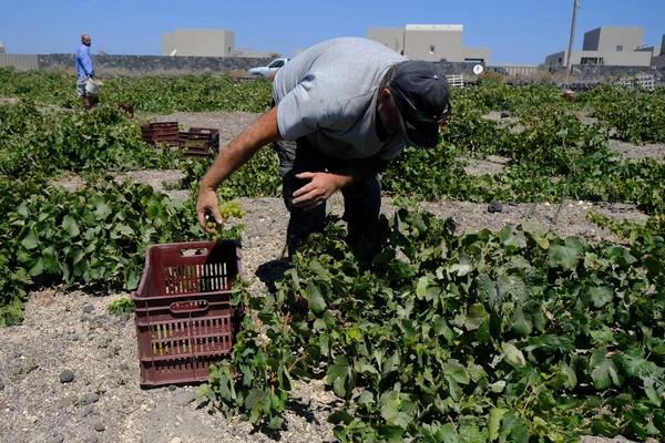 Bir çiftçi, 18 Ağustos 2020 'de Yunanistan' ın Santorini adasındaki bir çiftlikte üzüm toplama mevsiminde üzüm topluyor..