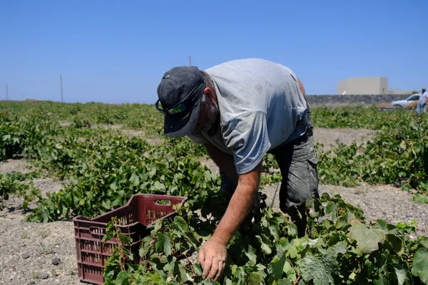 Bir çiftçi, 18 Ağustos 2020 'de Yunanistan' ın Santorini adasındaki bir çiftlikte üzüm toplama mevsiminde üzüm topluyor..