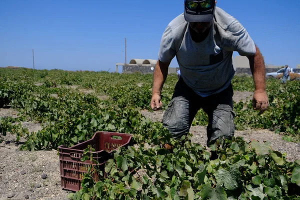 Bir çiftçi, 18 Ağustos 2020 'de Yunanistan' ın Santorini adasındaki bir çiftlikte üzüm toplama mevsiminde üzüm topluyor..