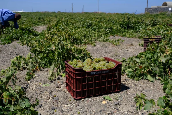 Jordbrukare Plockar Druvor Skördesäsongen Gård Santorini Grekland Den Augusti 2020 — Stockfoto