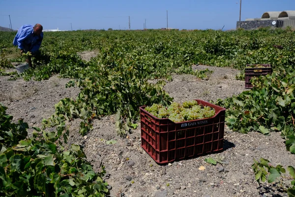 Jordbrukare Plockar Druvor Skördesäsongen Gård Santorini Grekland Den Augusti 2020 — Stockfoto