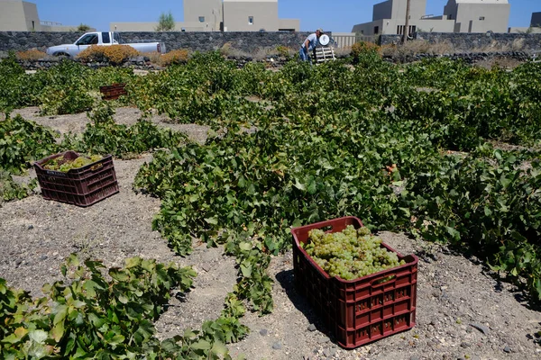 Jordbrukare Plockar Druvor Skördesäsongen Gård Santorini Grekland Den Augusti 2020 — Stockfoto