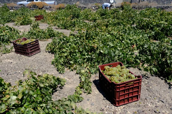 Bir çiftçi, 18 Ağustos 2020 'de Yunanistan' ın Santorini adasındaki bir çiftlikte üzüm toplama mevsiminde üzüm topluyor..