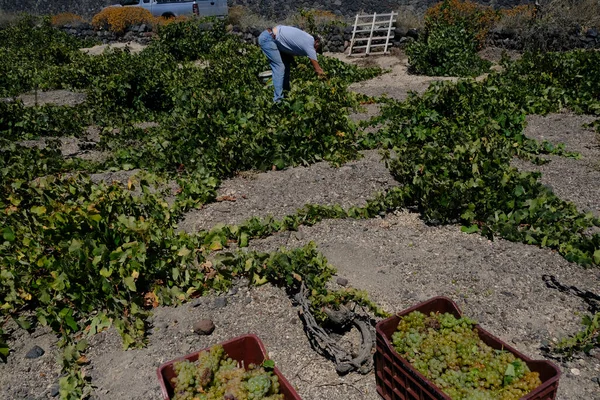 Agricoltore Raccoglie Uva Durante Stagione Della Vendemmia Una Fattoria Nell — Foto Stock