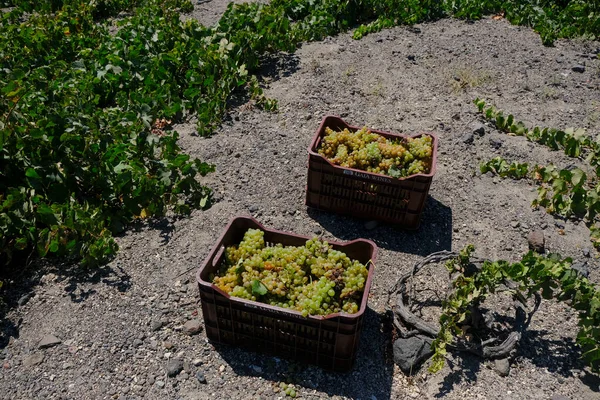 Agricultor Apanha Uvas Durante Época Vindima Uma Fazenda Ilha Santorini — Fotografia de Stock