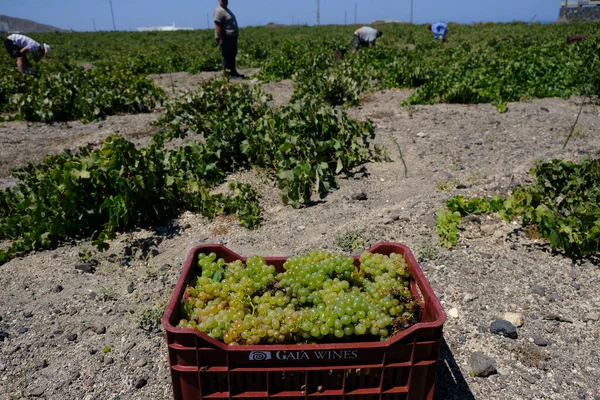 Bir çiftçi, 18 Ağustos 2020 'de Yunanistan' ın Santorini adasındaki bir çiftlikte üzüm toplama mevsiminde üzüm topluyor..