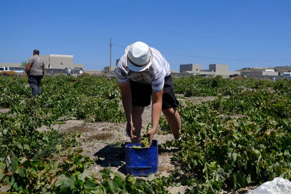 Bir çiftçi, 18 Ağustos 2020 'de Yunanistan' ın Santorini adasındaki bir çiftlikte üzüm toplama mevsiminde üzüm topluyor..