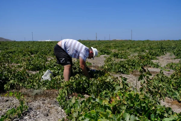 Bir çiftçi, 18 Ağustos 2020 'de Yunanistan' ın Santorini adasındaki bir çiftlikte üzüm toplama mevsiminde üzüm topluyor..