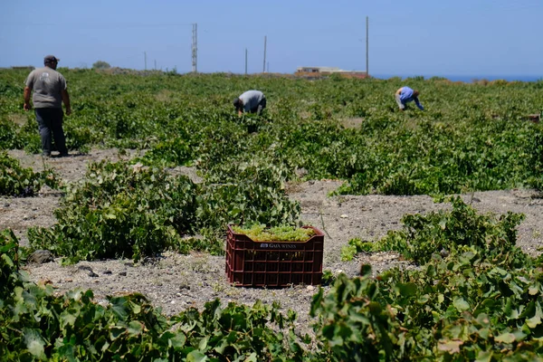 Bir çiftçi, 18 Ağustos 2020 'de Yunanistan' ın Santorini adasındaki bir çiftlikte üzüm toplama mevsiminde üzüm topluyor..