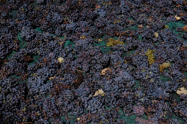 Виноград Высыхает Солнце Острове Санторини Греции Августа 2020 — стоковое фото