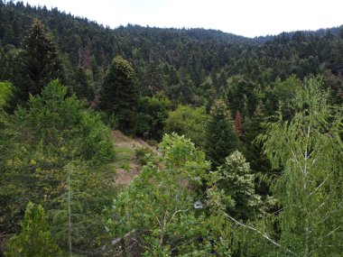 Yunanistan 'da köknar ağaçları ormanı 
