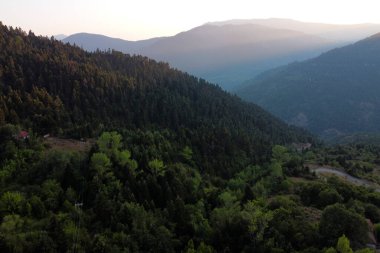 Yunanistan 'da köknar ağaçları ormanı 