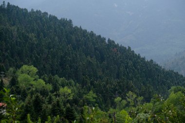 Yunanistan 'da köknar ağaçları ormanı 
