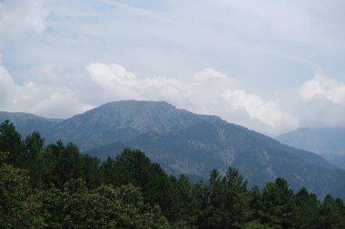 Yunanistan 'da köknar ağaçları ormanı 