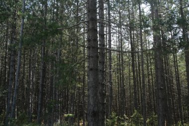 Yunanistan 'da kayın ağaçları olan bir orman