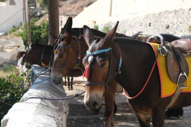 15 Ağustos 2020 'de Yunanistan' ın Fira kentindeki liman merdivenlerinde eyerleriyle turnuva için bekleyen Donkeis