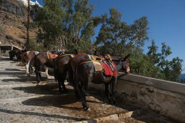 15 Ağustos 2020 'de Yunanistan' ın Fira kentindeki liman merdivenlerinde eyerleriyle turnuva için bekleyen Donkeis