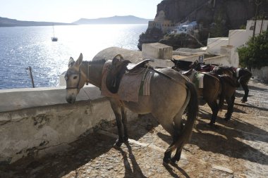 15 Ağustos 2020 'de Yunanistan' ın Fira kentindeki liman merdivenlerinde eyerleriyle turnuva için bekleyen Donkeis