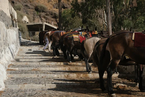 Donkeis Con Sus Sillas Montar Esperando Tours Las Escaleras Del — Foto de Stock