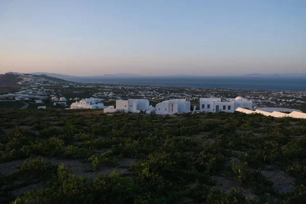 Vista Panorámica Las Granjas Uva Isla Santorini Grecia Agosto 2020 —  Fotos de Stock