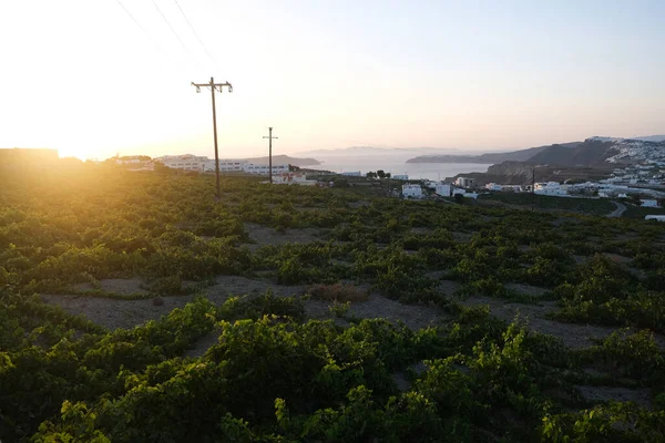 Panoramic View Grape Farms Santorini Island Greece August 2020 — Stock Photo, Image