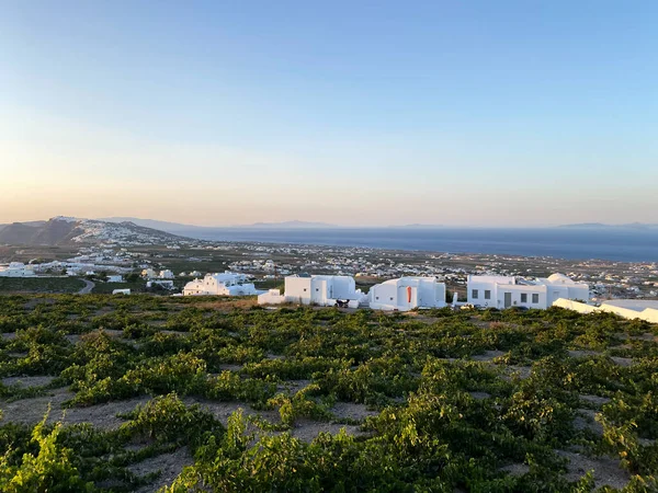 Een Wijngaard Santorini Island Griekenland Augustus 2020 — Stockfoto