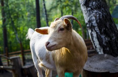Keçi kameraya bakıyor.