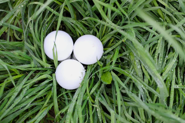 LED-Lampe im Vergleich auf dem grünen Gras für alternative Technologie — Stockfoto