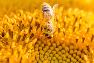Sarı polenle kaplanmış bal arısı ayçiçeği nektarı topluyor.