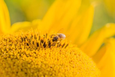 Sarı polenle kaplanmış bal arısı ayçiçeği nektarı topluyor.