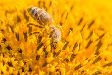 Sarı polenle kaplanmış bal arısı ayçiçeği nektarı topluyor.