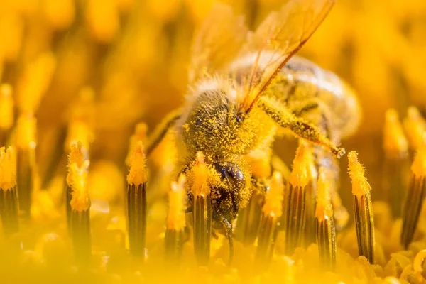 Honey bee covered with yellow pollen collecting sunflower nectar