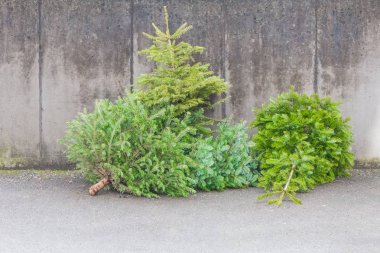 Xmas sezonu köknar Caddesi üzerinde geleneksel yeşil Noel ağaçları