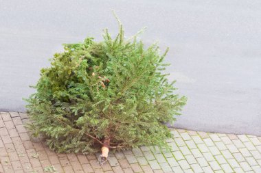 Geleneksel yeşil Noel ağacı Noel 'den sonra sokak tabanında köknar