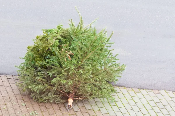 Geleneksel yeşil Noel ağacı Noel 'den sonra sokak tabanında köknar