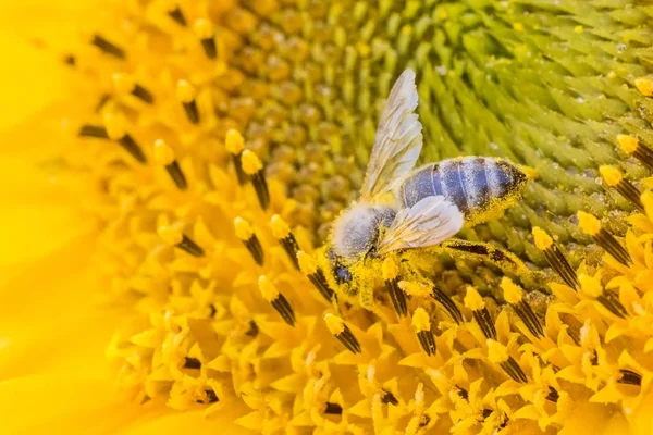 Honingbij bedekt met gele stuifmeel verzamelen zonnebloem nectar — Stockfoto