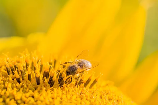 Honungsbi täckt med gult pollen som samlar solrosnektar — Stockfoto