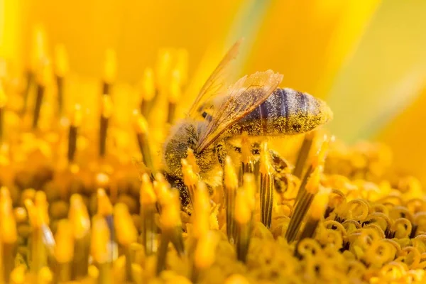 Honingbij bedekt met gele stuifmeel verzamelen zonnebloem nectar — Stockfoto