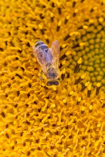 Ape miele coperto con polline giallo raccolta di nettare di girasole — Foto Stock