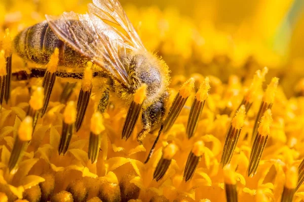 Honingbij bedekt met gele stuifmeel verzamelen zonnebloem nectar — Stockfoto