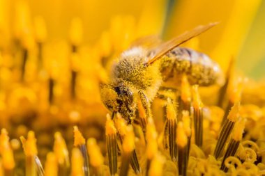 Sarı polenle kaplanmış bal arısı ayçiçeği nektarı topluyor.