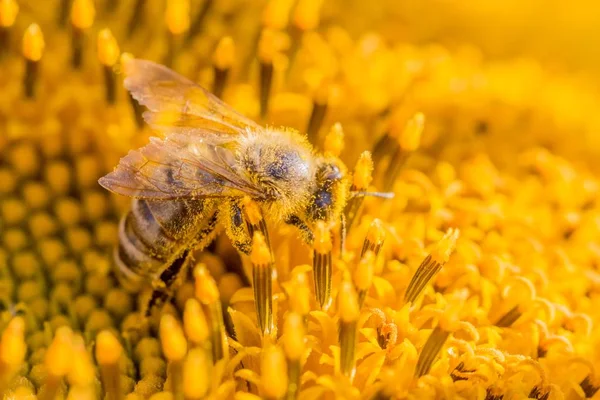 Honey bee covered with yellow pollen collecting sunflower nectar — Stock Photo, Image