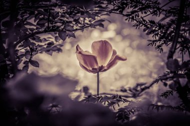 Vinatge tulip soul in black white for peace heal hope clipart