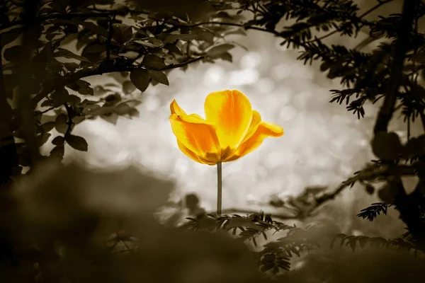 Yellow tulip soul in black white for peace heal hope