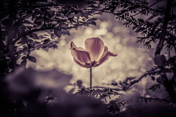 Vinatge lale ruhu barış için siyah beyaz içinde umut iyileştirir.