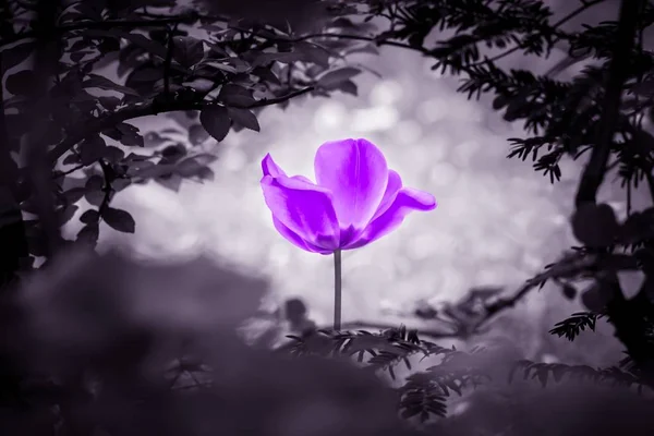 Purple tulip soul in black white for peace heal hope