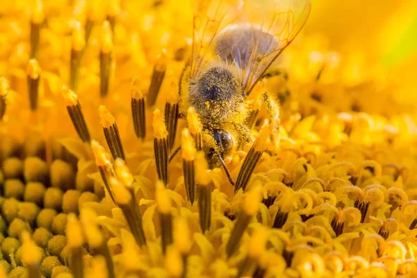 Honingbij bedekt met gele stuifmeel verzamelen zonnebloem nectar — Stockfoto