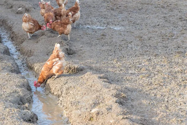 Die Bäuerliche Landwirtschaft Mit Frei Lebenden Glücklichen Hühnern Freien Ökologische — Stockfoto
