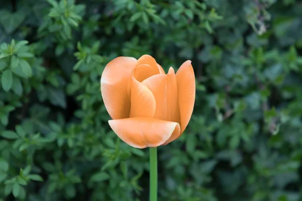 Kwiat Jest Symbolem Mocy Życia Siły Umysłu Ponad Żal Śmierć — Zdjęcie stockowe